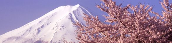 富士桜1