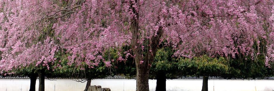 奈良八重桜1
